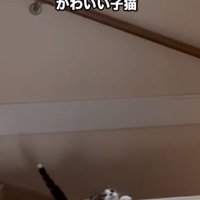 階段をよじ登る子猫
