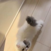 テーブルの上から降りて飼い主のところへ向かう子猫