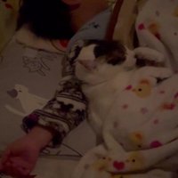 猫と寝る男の子