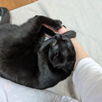 引っ付く猫