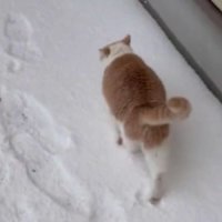 雪の上を歩く猫