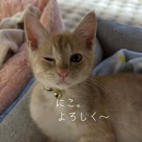 ウインクしている猫