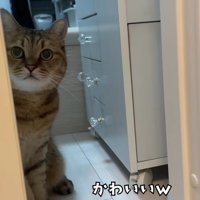壁に半身隠れながらこちらを見上げるミヌエット