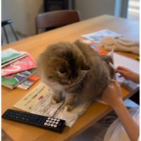 テーブルの上の猫