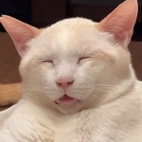 口を開けて眠る猫