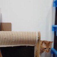 逃げた猫