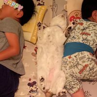 真ん中に眠る猫