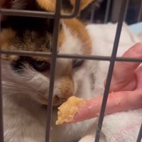 ペーストを嗅ぐ猫