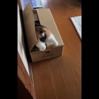 箱の中へ