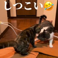 下から子猫をにらむ成猫