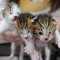 3匹の赤ちゃん猫