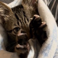 前足を伸ばす子猫