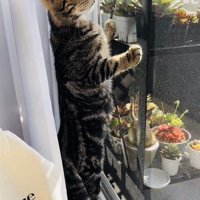 後ろ足で立って窓の外を見るキジトラ猫