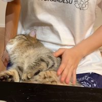女性の膝の上で止まる猫