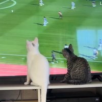 画面の中を動き回るボールを目で追う猫たち