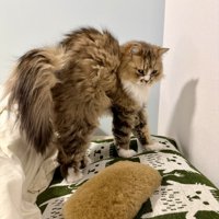 やんのかポーズ