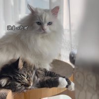 横になる猫と座る猫