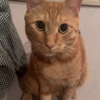 座ってカメラ目線の猫