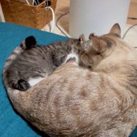 くっつく2匹の猫