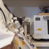 飼い主さんの背中で上を見上げる猫