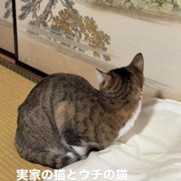 香箱座りをしたまま後ろを振り返る猫