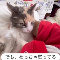 人に抱かれている猫