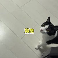 「鼻息」のテロップ写真