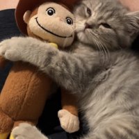 飼い主の膝の上でぬいぐるみを抱えてほとんど目を瞑っている子猫