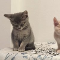 小さなおはぎくん