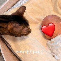 赤ちゃんに顔を近づけて見つめる猫