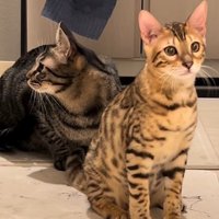 飼い主のお風呂の出待ちをするキジトラとベンガル