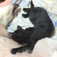 柴犬と寝る黒猫の子猫