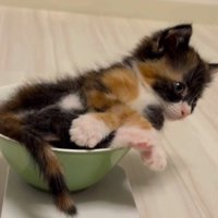 皿から上半身がはみ出ている子猫