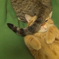 顔の上に尻尾