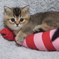 ぬいぐるみにしがみつく子猫