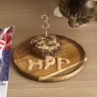 キャットフードで作られた猫用ケーキ