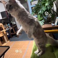ゆらゆらと立つ猫