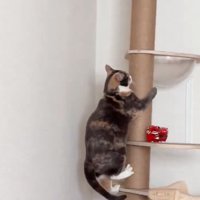 キャットタワーを降りる猫