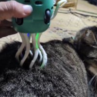 くつろいでいた猫