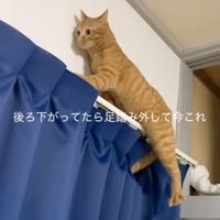足をバタバタ動かす猫