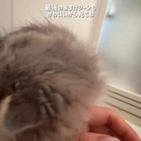 顔を擦り付ける猫