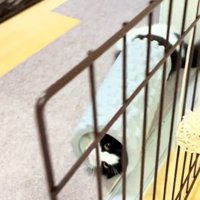 転がる猫