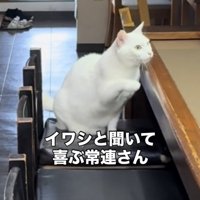 開店前の居酒屋の椅子に座る白猫