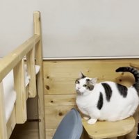 ロフトベッド横の台に乗る猫ちゃん