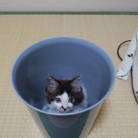 箱の中に入ってカメラを見上げる子猫