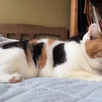 横から