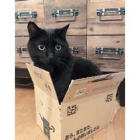 室内にいる猫