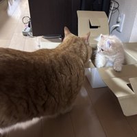 子猫と成猫