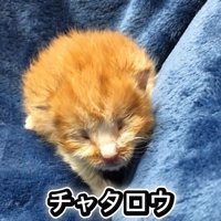 目が開いていない子猫