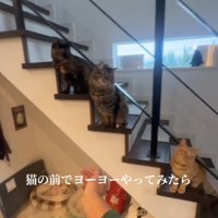 画面右側を見つめる3匹の猫